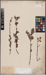 Foto von Salix aurita L.